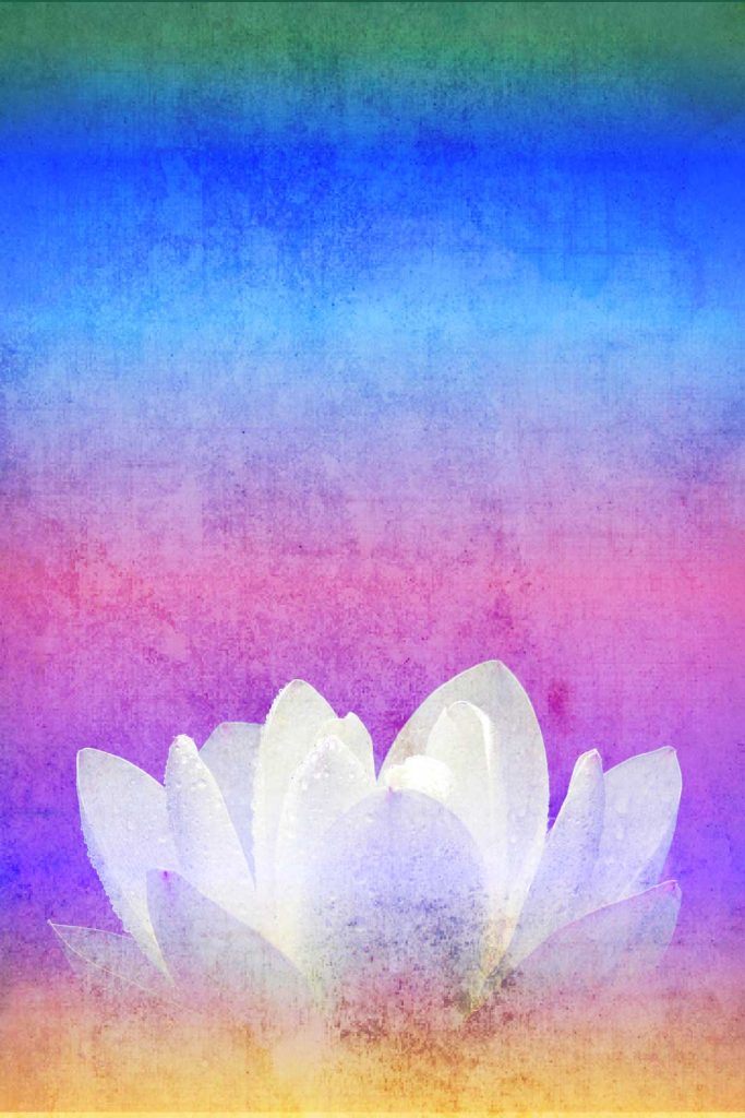 壁紙　スマホ　蓮華　beautiful wallpaper stanby images free images